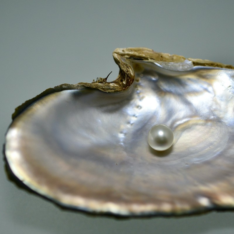 Oysters Make Pearls How Do We Get Pearls From Oysters Experience