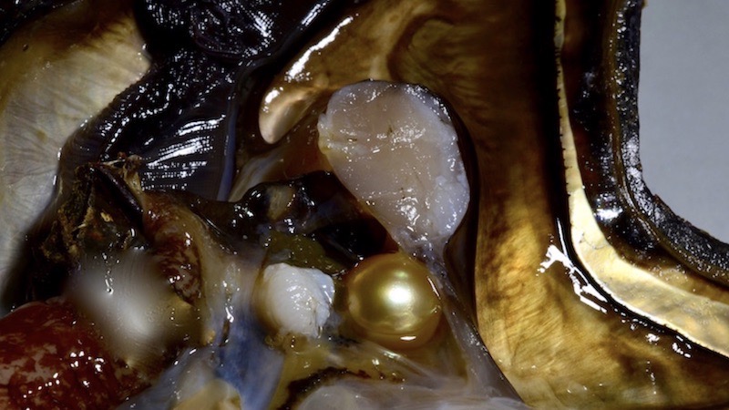 Gold pearl forming in an oyster